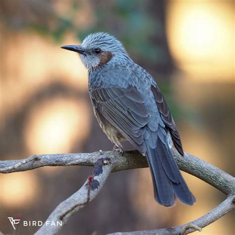 鳥種類|野鳥図鑑 – BIRD FAN （日本野鳥の会）